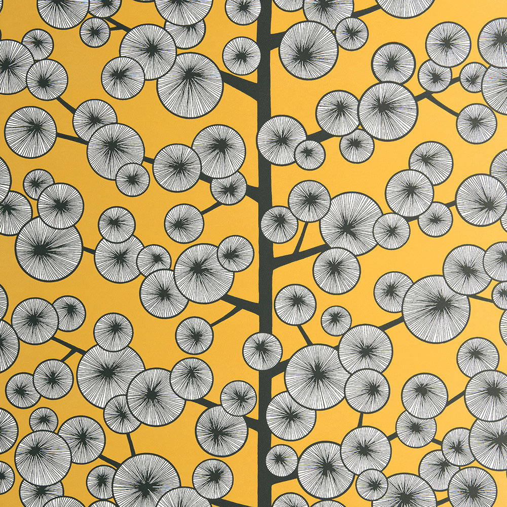 Midbec Cotton Tree Sunray - MISP1240