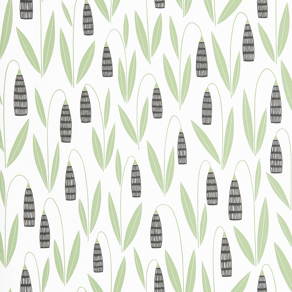 Midbec Snowdrops – MISP1275