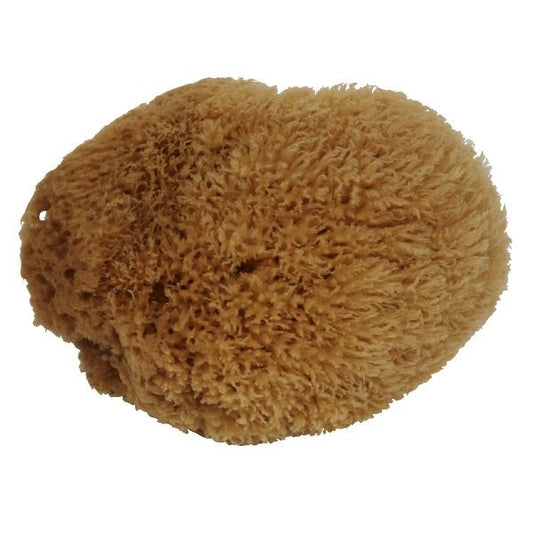 Mäster Natursvamp Karibisk 120-140 mm