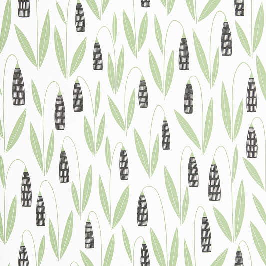 Midbec Snowdrops – MISP1275