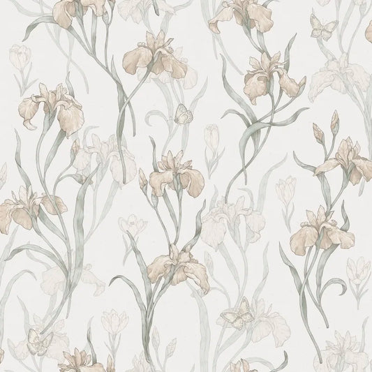 Sandberg Iris, Powder Pink - S10135